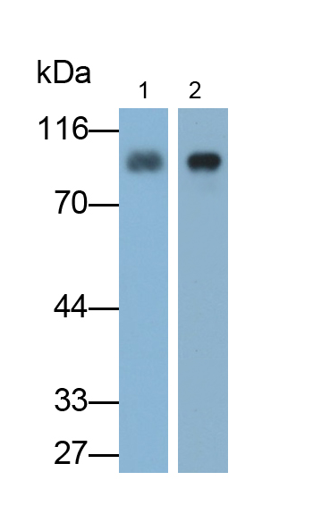 Polyclonal Antibody to Histidine Rich Glycoprotein (HRG)