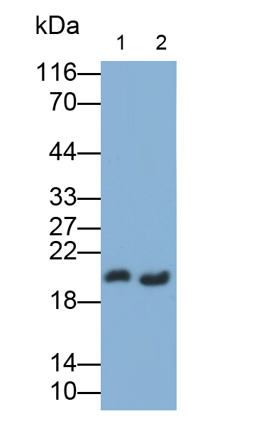 Polyclonal Antibody to Leucine Zipper, Down Regulated In Cancer 1 (LDOC1)