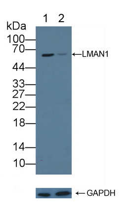 Polyclonal Antibody to Lectin, Mannose Binding 1 (LMAN1)