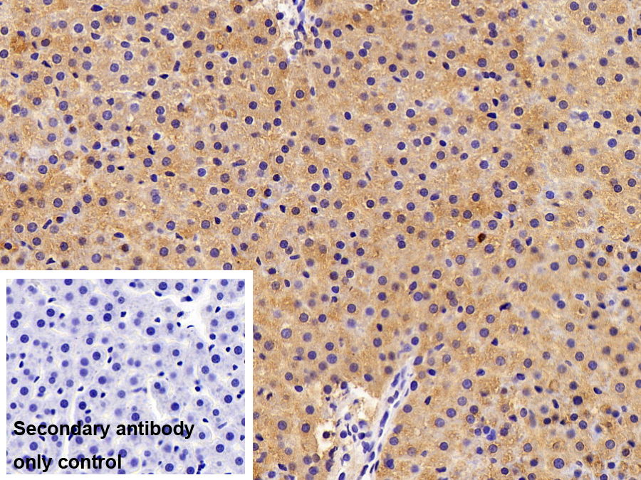 Polyclonal Antibody to Urocortin 2 (UCN2)