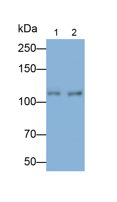 Polyclonal Antibody to Vesicle Docking Protein (VDP)