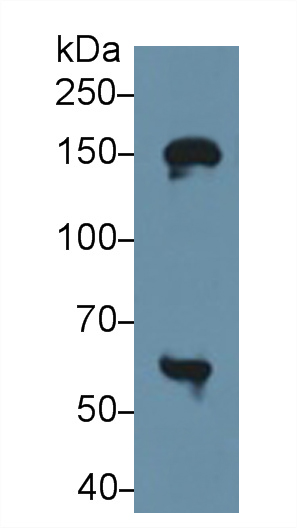 Polyclonal Antibody to Xanthine Dehydrogenase (XDH)