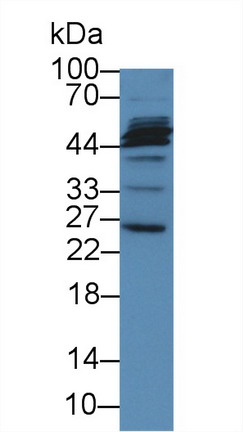 Polyclonal Antibody to Microfibrillar Associated Protein 2 (MFAP2)