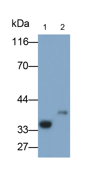 Polyclonal Antibody to 3-Mercaptopyruvate Sulfurtransferase (MST)