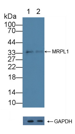 Polyclonal Antibody to Mitochondrial Ribosomal Protein L1 (MRPL1)