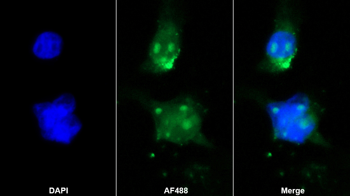 Polyclonal Antibody to Nuclear Factor I/A (NFIA)