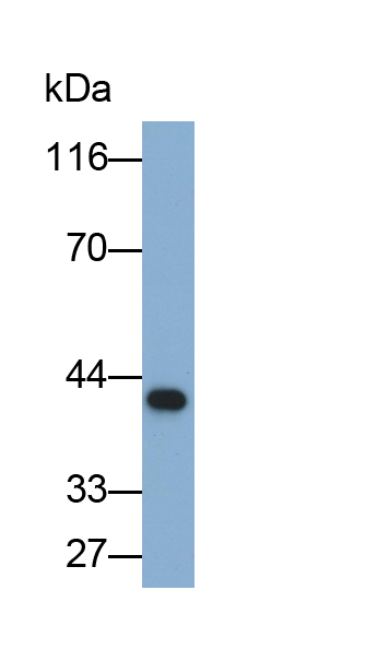 Polyclonal Antibody to Insulin Like Growth Factor Binding Protein 5 (IGFBP5)