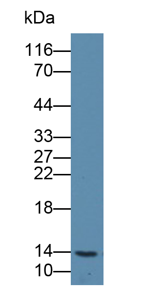 Polyclonal Antibody to Nuclear Transport Factor 2 (NUTF2)