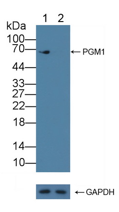 Polyclonal Antibody to Phosphoglucomutase 1 (PGM1)