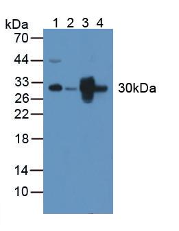 Polyclonal Antibody to Pyridoxamine-5'-Phosphate Oxidase (PNPO)
