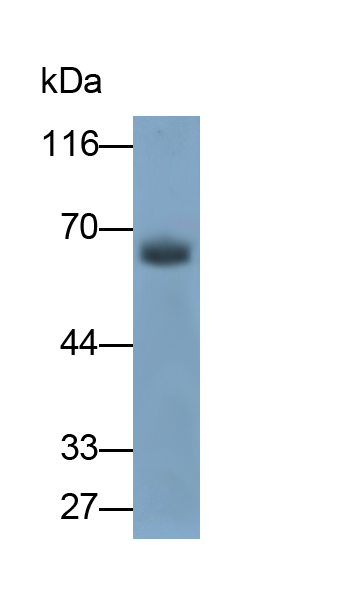 Polyclonal Antibody to Perilipin 1 (PLIN1)