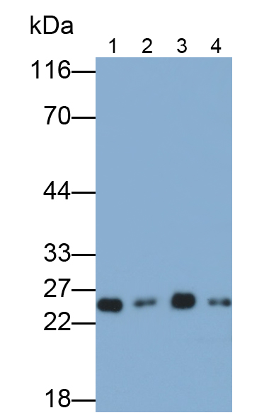 Polyclonal Antibody to Peroxiredoxin 1 (PRDX1)