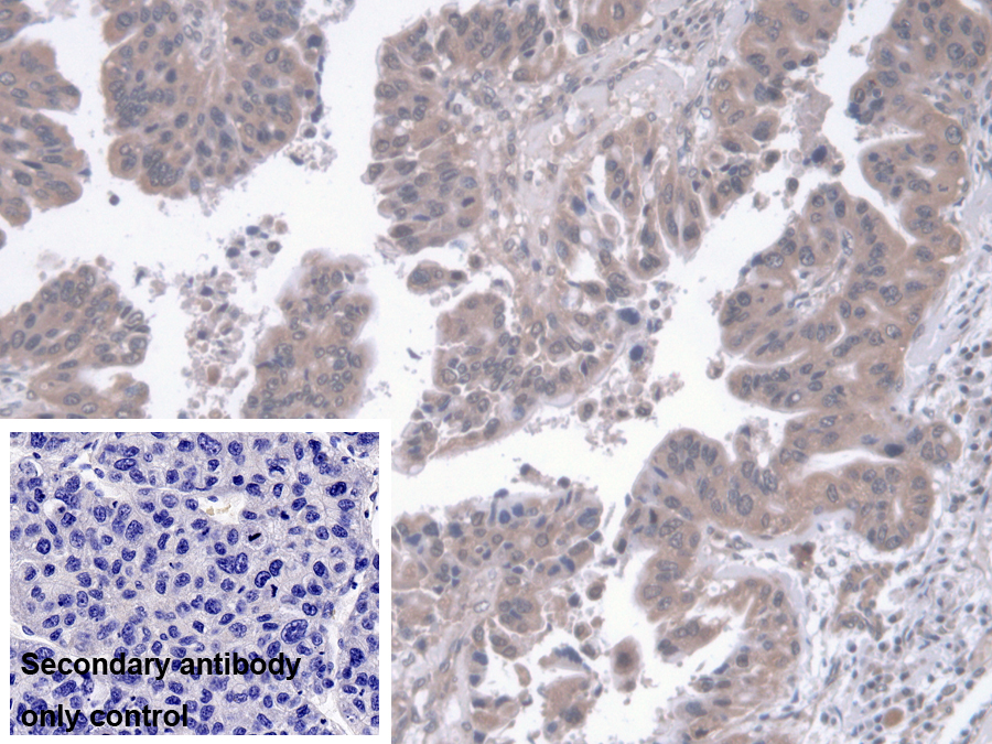 Polyclonal Antibody to Regucalcin (RGN)