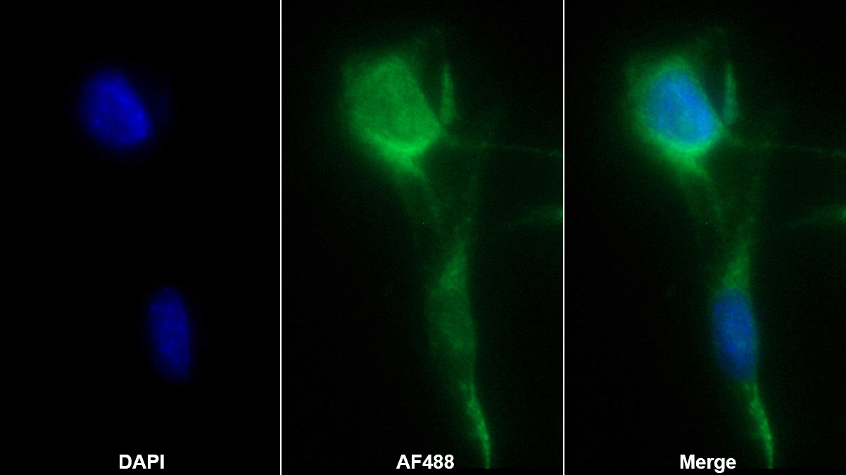 Polyclonal Antibody to Regucalcin (RGN)