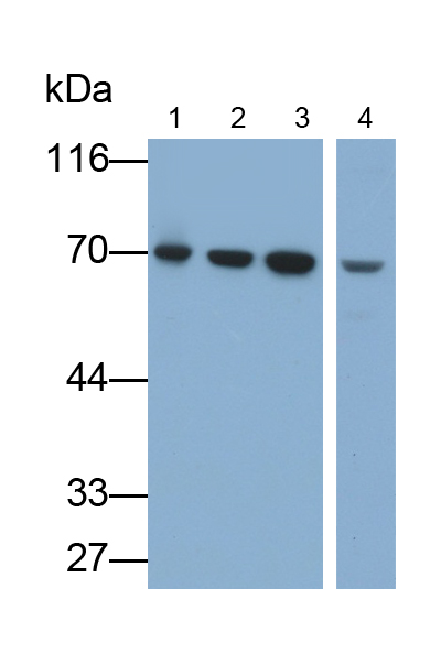 Polyclonal Antibody to Ribophorin I (RPN1)