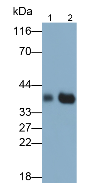 Polyclonal Antibody to Rhodopsin (RHO)