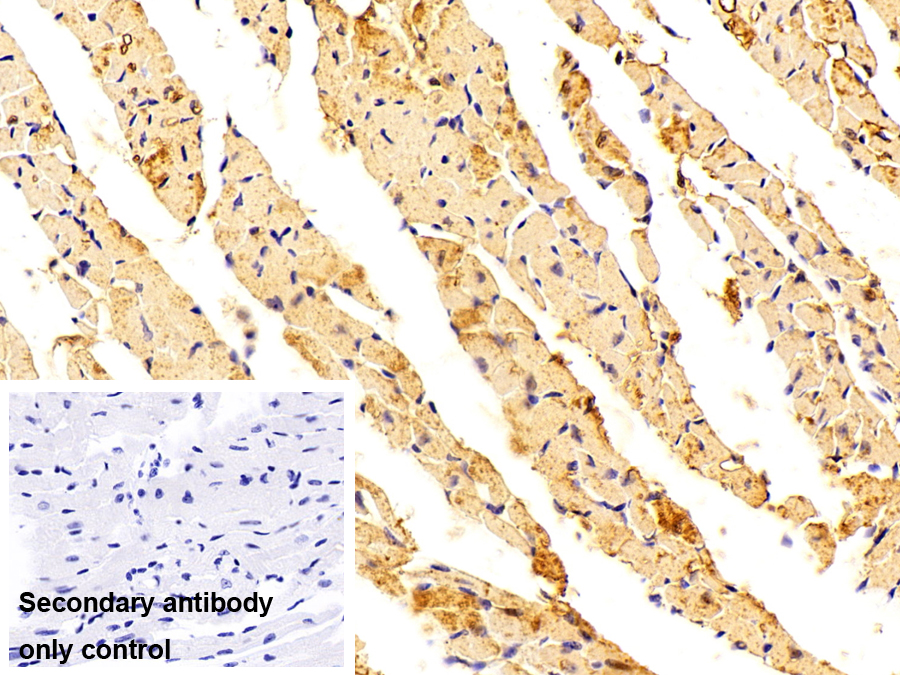 Polyclonal Antibody to Tensin 1 (TNS1)