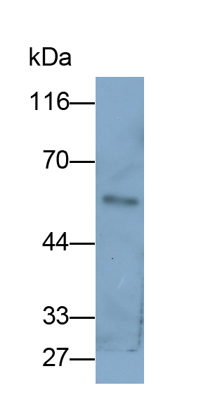 Polyclonal Antibody to Secernin 1 (SCRN1)