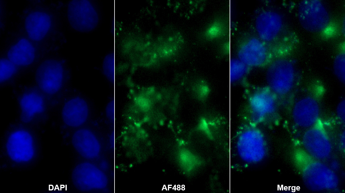 Polyclonal Antibody to Secernin 1 (SCRN1)