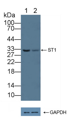 Polyclonal Antibody to Syntenin 1 (ST1)
