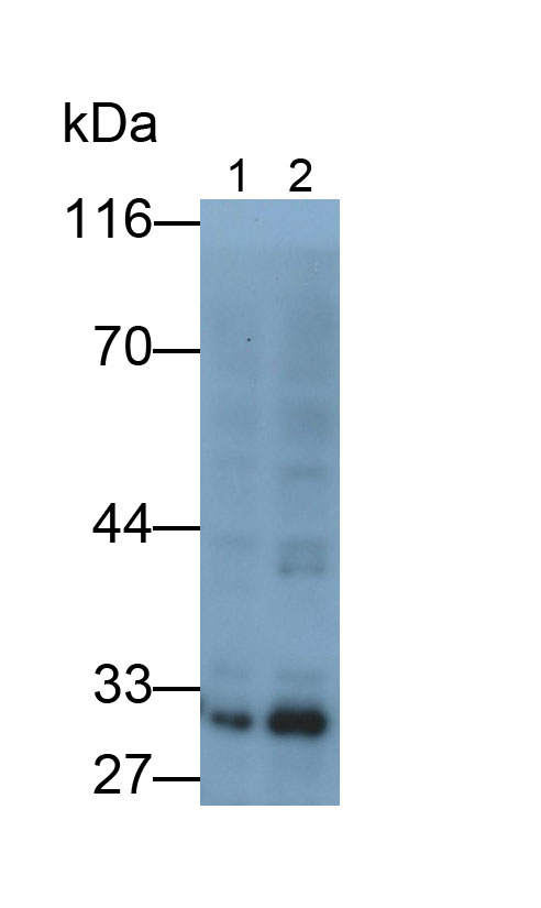 Polyclonal Antibody to Syntenin 1 (ST1)