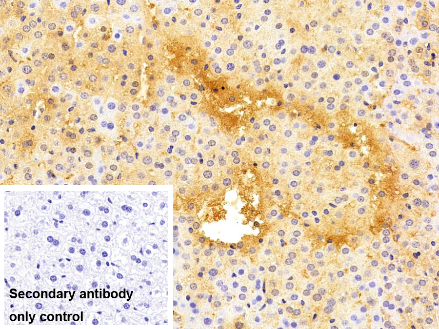 Polyclonal Antibody to Syntenin 1 (ST1)