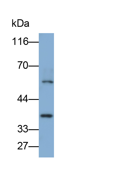 Polyclonal Antibody to Secreted Frizzled Related Protein 5 (SFRP5)