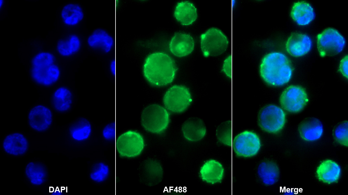 Polyclonal Antibody to Synaptosomal Associated Protein 23kDa (SNAP23)