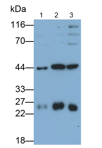 Polyclonal Antibody to Synaptosomal Associated Protein 23kDa (SNAP23)