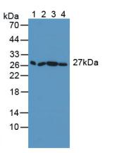Polyclonal Antibody to Synaptosomal Associated Protein 23kDa (SNAP23)