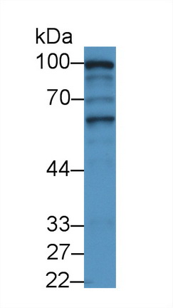 Polyclonal Antibody to Sperm Associated Antigen 1 (SPAG1)