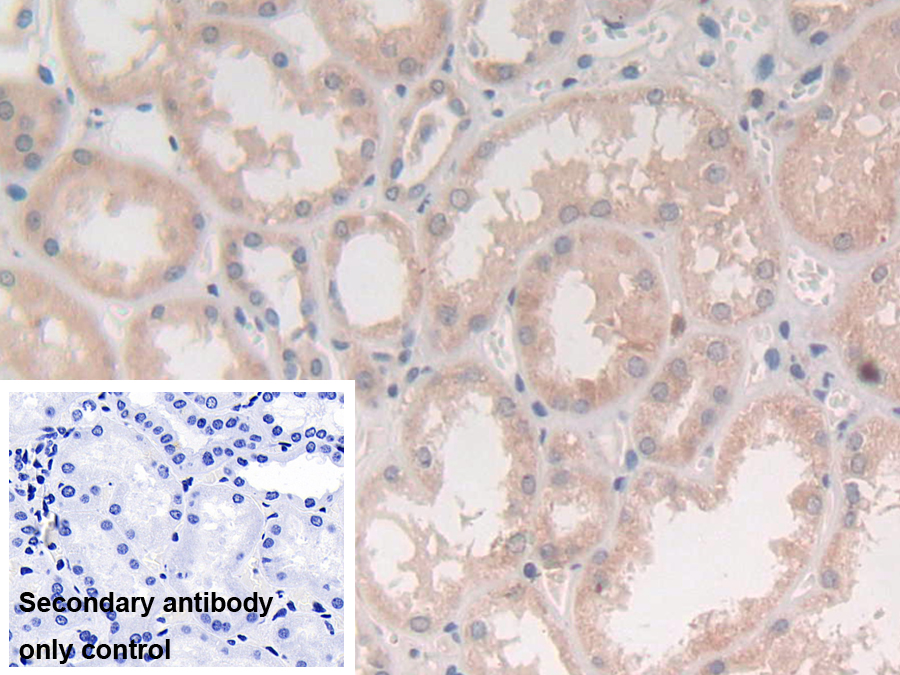 Polyclonal Antibody to Syntaxin 2 (STX2)