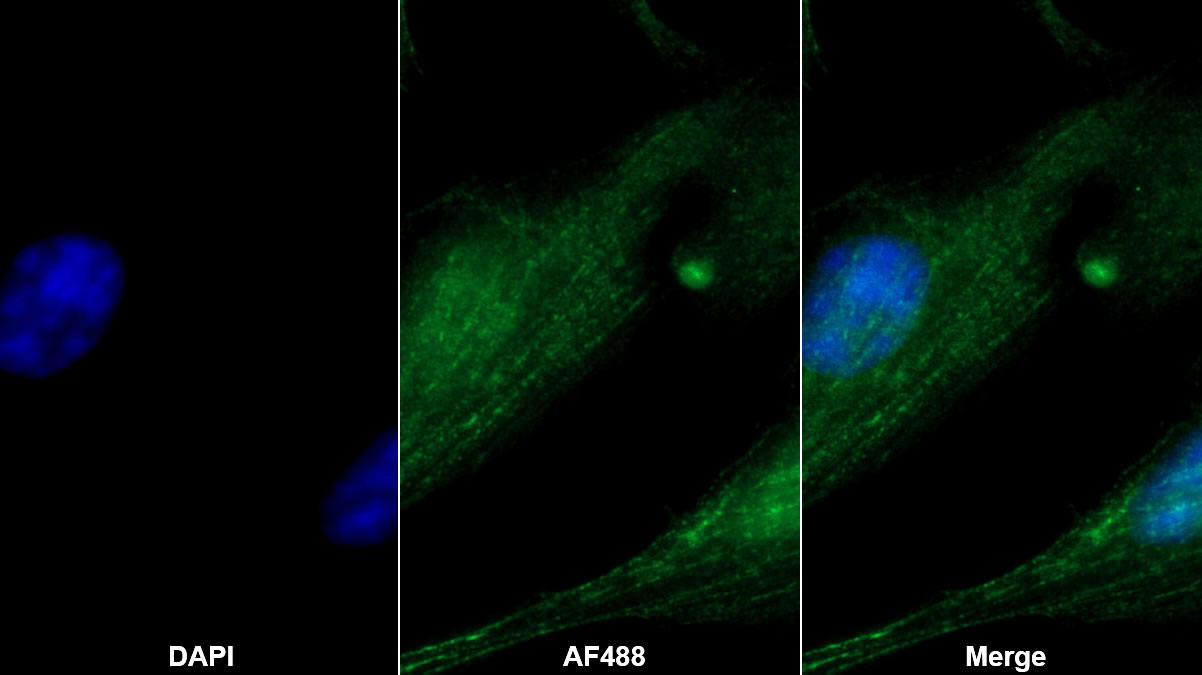 Polyclonal Antibody to Synaptopodin (SYNPO)