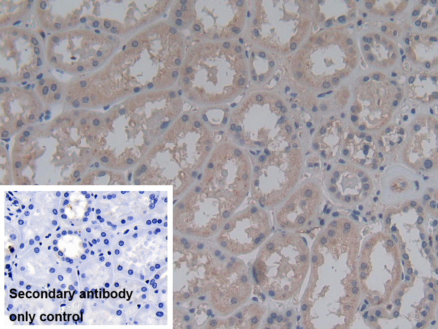 Polyclonal Antibody to Fibroblast Growth Factor 12 (FGF12)