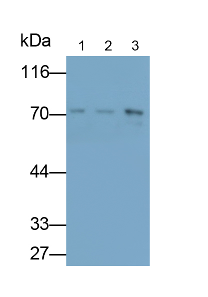 Polyclonal Antibody to Heat Shock 70kDa Protein 8 (HSPA8)