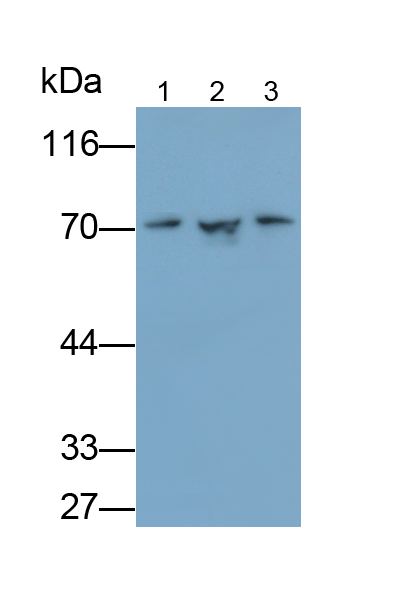 Polyclonal Antibody to Heat Shock 70kDa Protein 8 (HSPA8)
