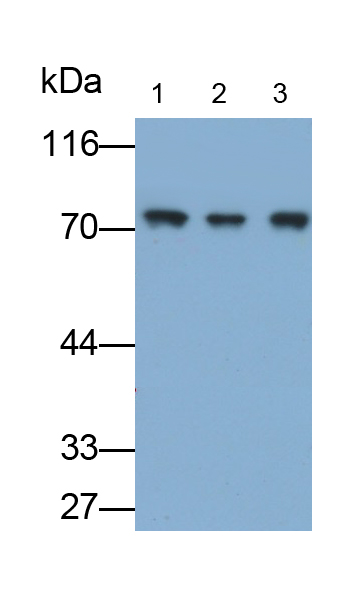 Polyclonal Antibody to Heat Shock 70kDa Protein 8 (HSPA8)
