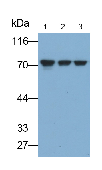 Polyclonal Antibody to Heat Shock 70kDa Protein 8 (HSPA8)