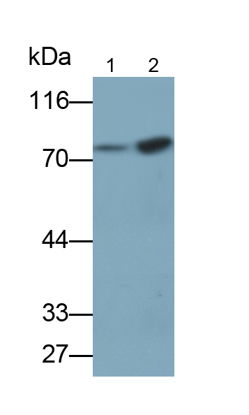 Polyclonal Antibody to Heat Shock 70kDa Protein 8 (HSPA8)