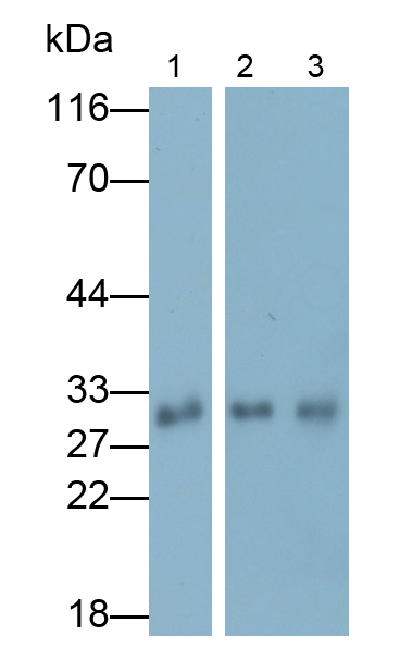 Polyclonal Antibody to Carbonic Anhydrase VB, Mitochondrial (CA5B)