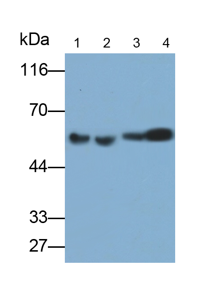 Polyclonal Antibody to Carbonic Anhydrase IX (CA9)