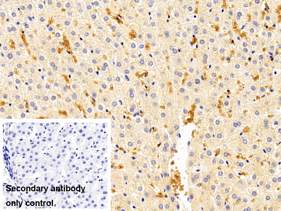 Polyclonal Antibody to Hemoglobin Beta (HBb)