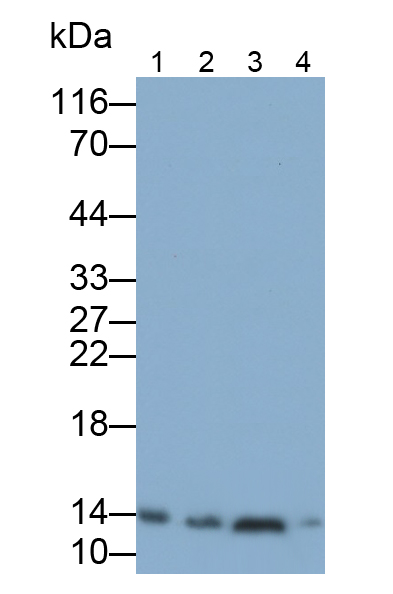 Polyclonal Antibody to Hemoglobin Beta (HBb)