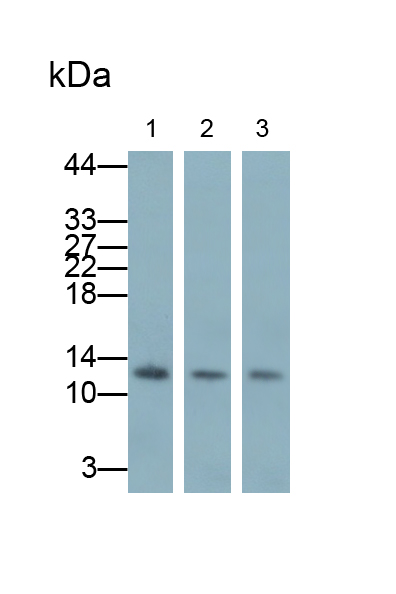 Polyclonal Antibody to Hemoglobin Beta (HBb)