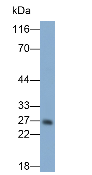 Polyclonal Antibody to Kallikrein 2 (KLK2)