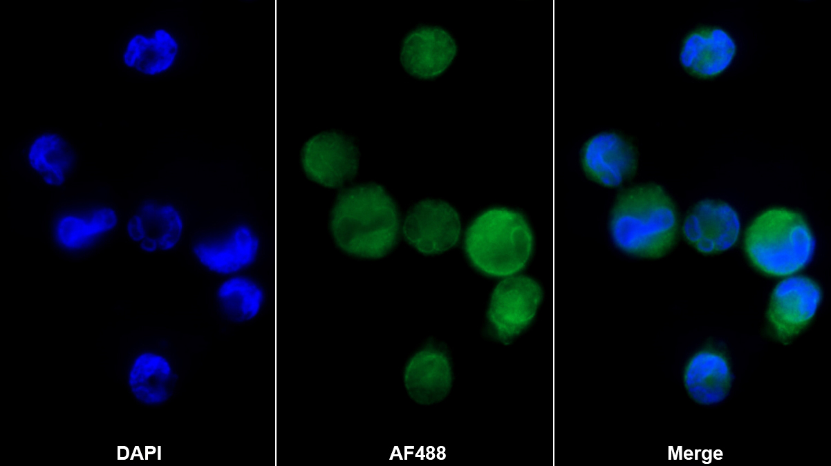 Polyclonal Antibody to Hedgehog Homolog, Desert (DHH)