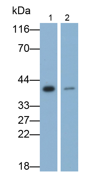 Polyclonal Antibody to Hedgehog Homolog, Desert (DHH)