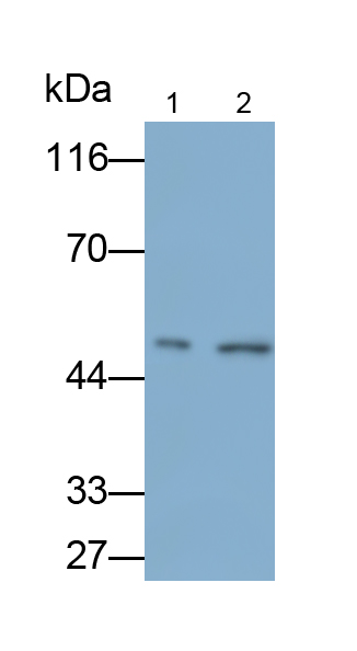 Polyclonal Antibody to Dihydrolipoyl Succinyltransferase (DLST)