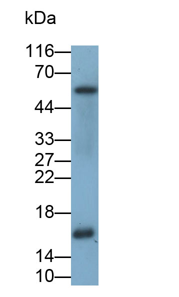 Polyclonal Antibody to Ribonuclease A2 (RNASE2)
