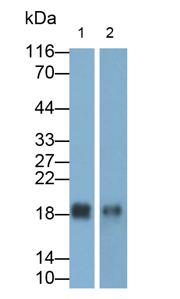Polyclonal Antibody to Ribonuclease A2 (RNASE2)